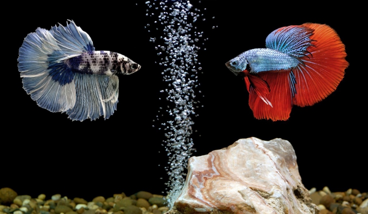 Confrontation de Betta splendens