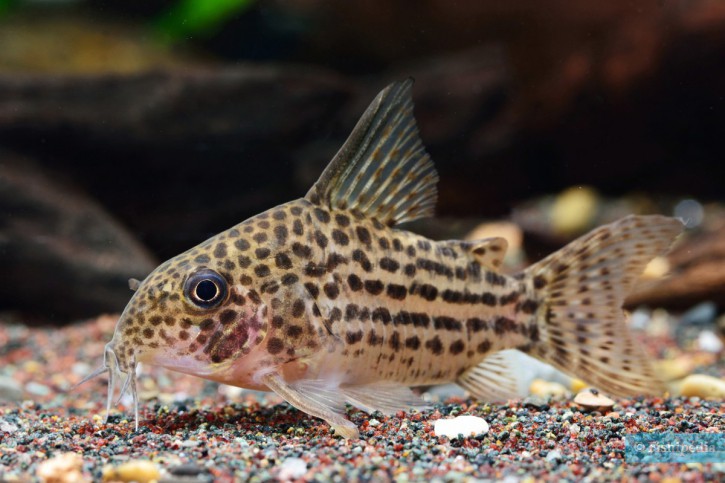 Corydoras araguaiaensis