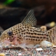 picture of Corydoras araguaiaensis