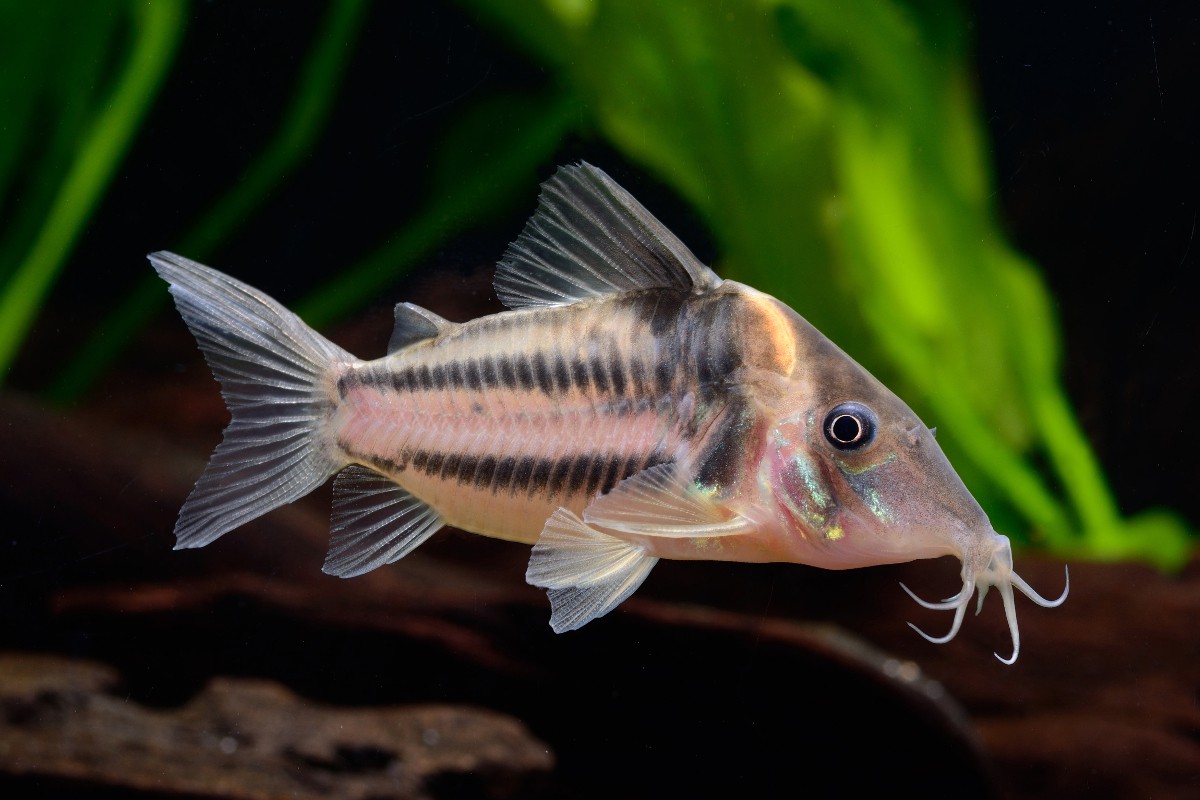 Corydoras bifasciatus
