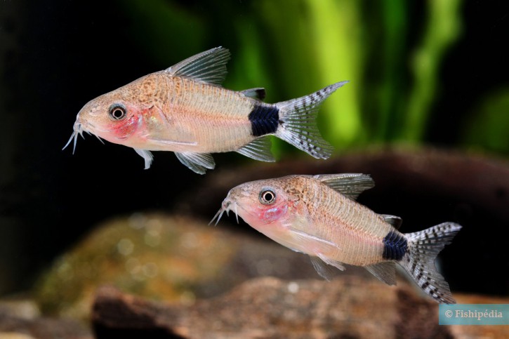 Corydoras guapore