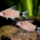 picture of Corydoras guapore