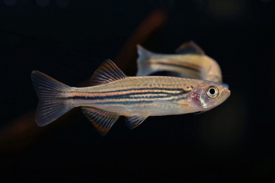Danio meghalayensis Danionidae