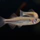 picture of Danio meghalayensis