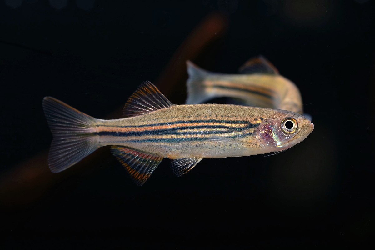 Danio meghalayensis