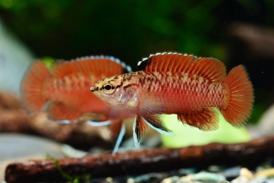 Dario kajal Badidae