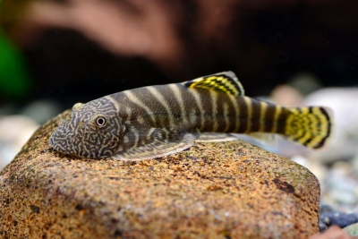 Gastromyzon viriosus Balitoridae