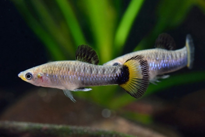 Limia melanogaster Poeciliidae