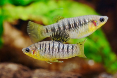 Limia nigrofasciata Poeciliidae