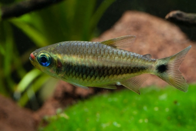 Moenkhausia cosmops Characidae