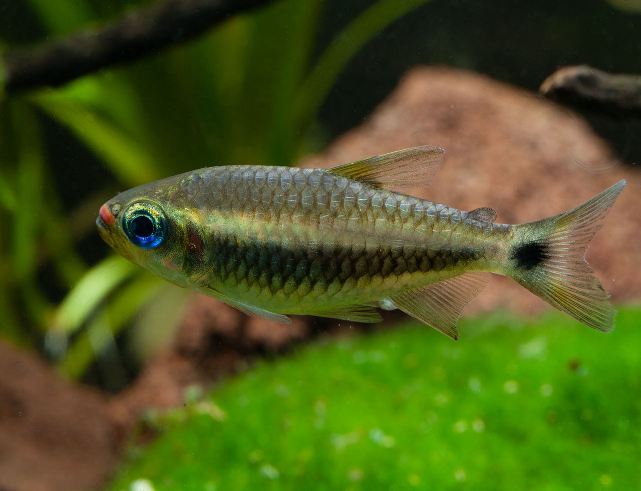 Moenkhausia cosmops