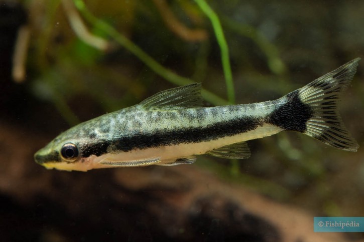 Otocinclus hoppei