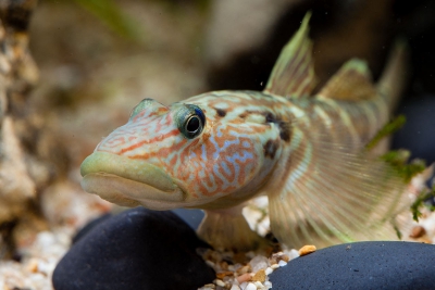 Rhinogobius formosanus Gobiidae