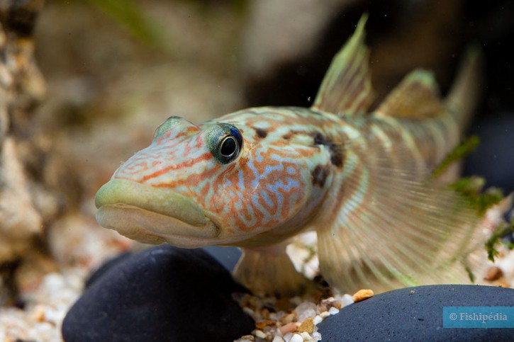 Rhinogobius formosanus