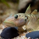 picture of Rhinogobius formosanus