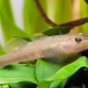 picture of Rhinogobius maculafasciatus