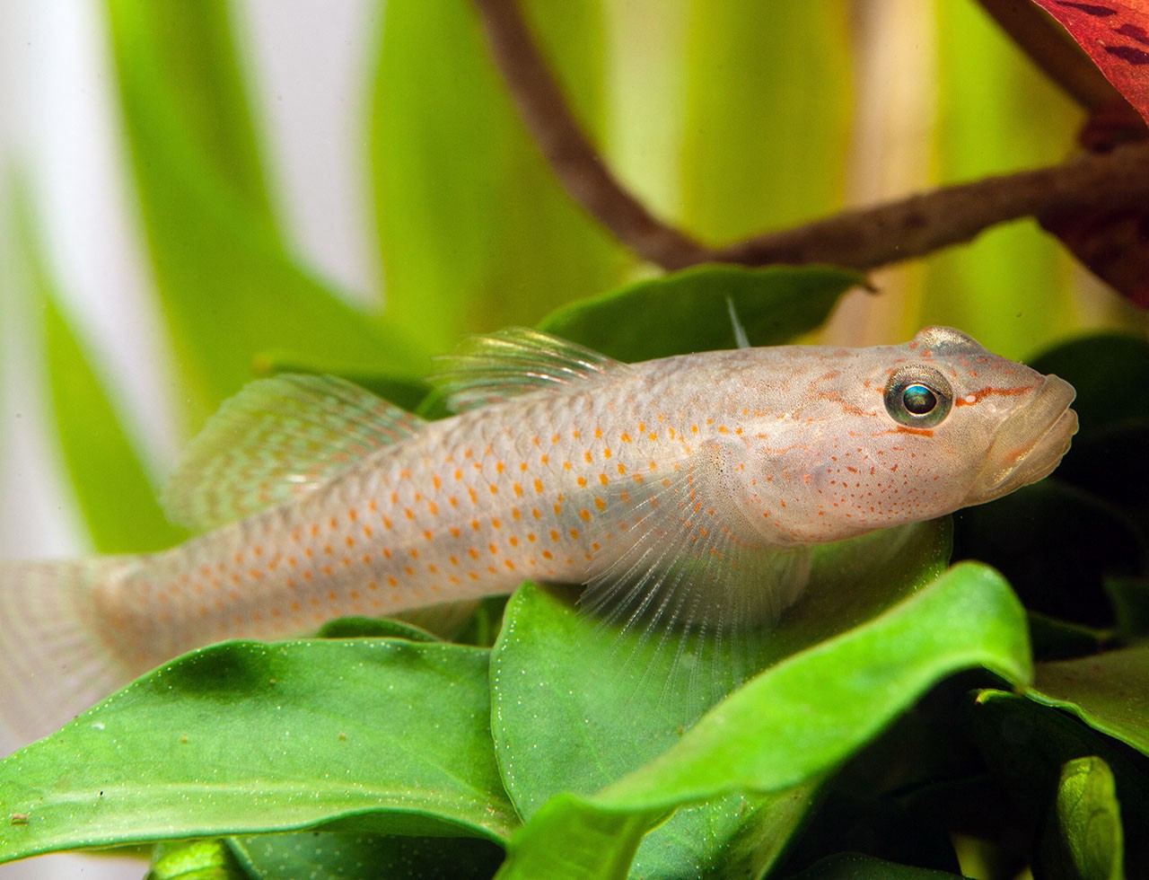 Rhinogobius maculafasciatus