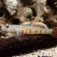 picture of Rhinogobius zhoui