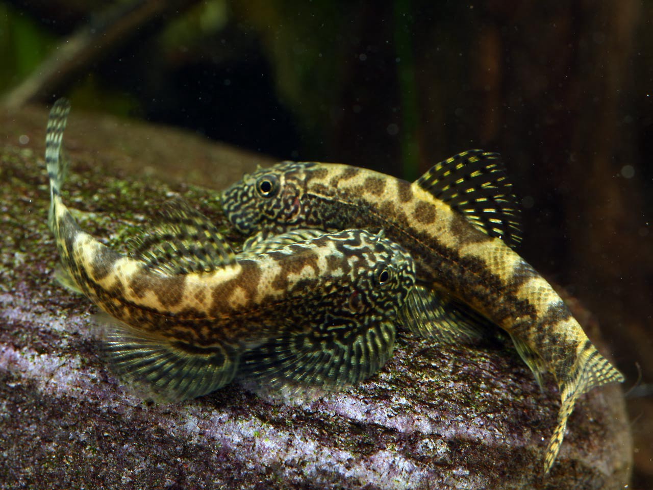 Sewellia breviventralis