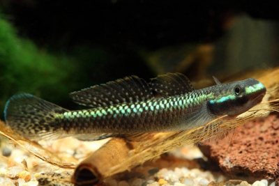 Stiphodon atropurpureus Gobiidae