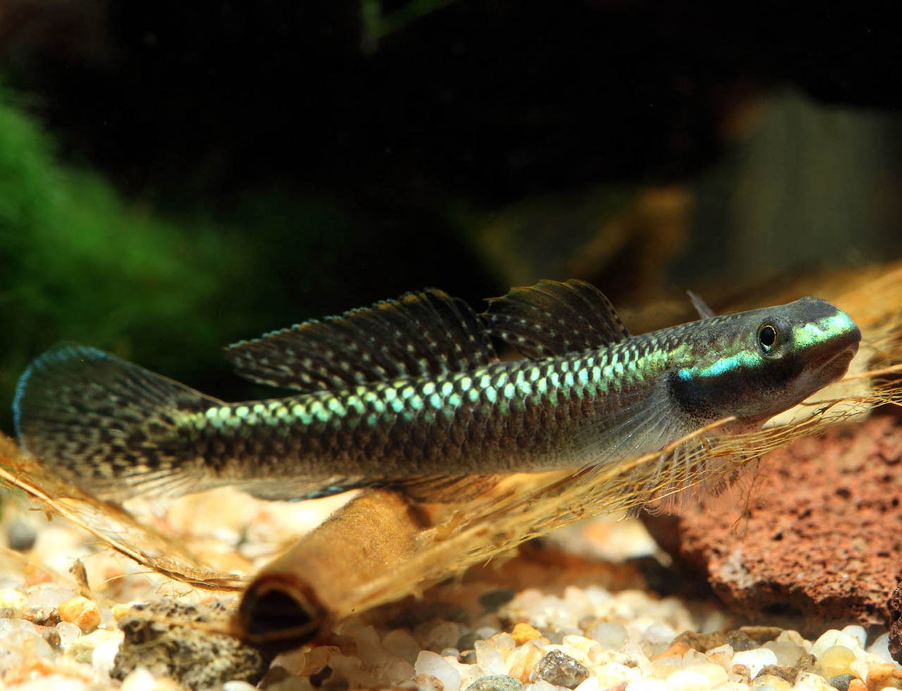 Stiphodon atropurpureus