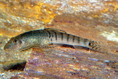 Jinshaia sinensis Balitoridae