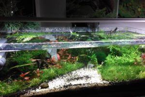 Prairies gazonnantes