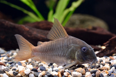 Corydoras concolor Callichthyidae