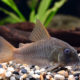 picture of Corydoras concolor