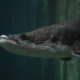 picture of Arapaima gigas
