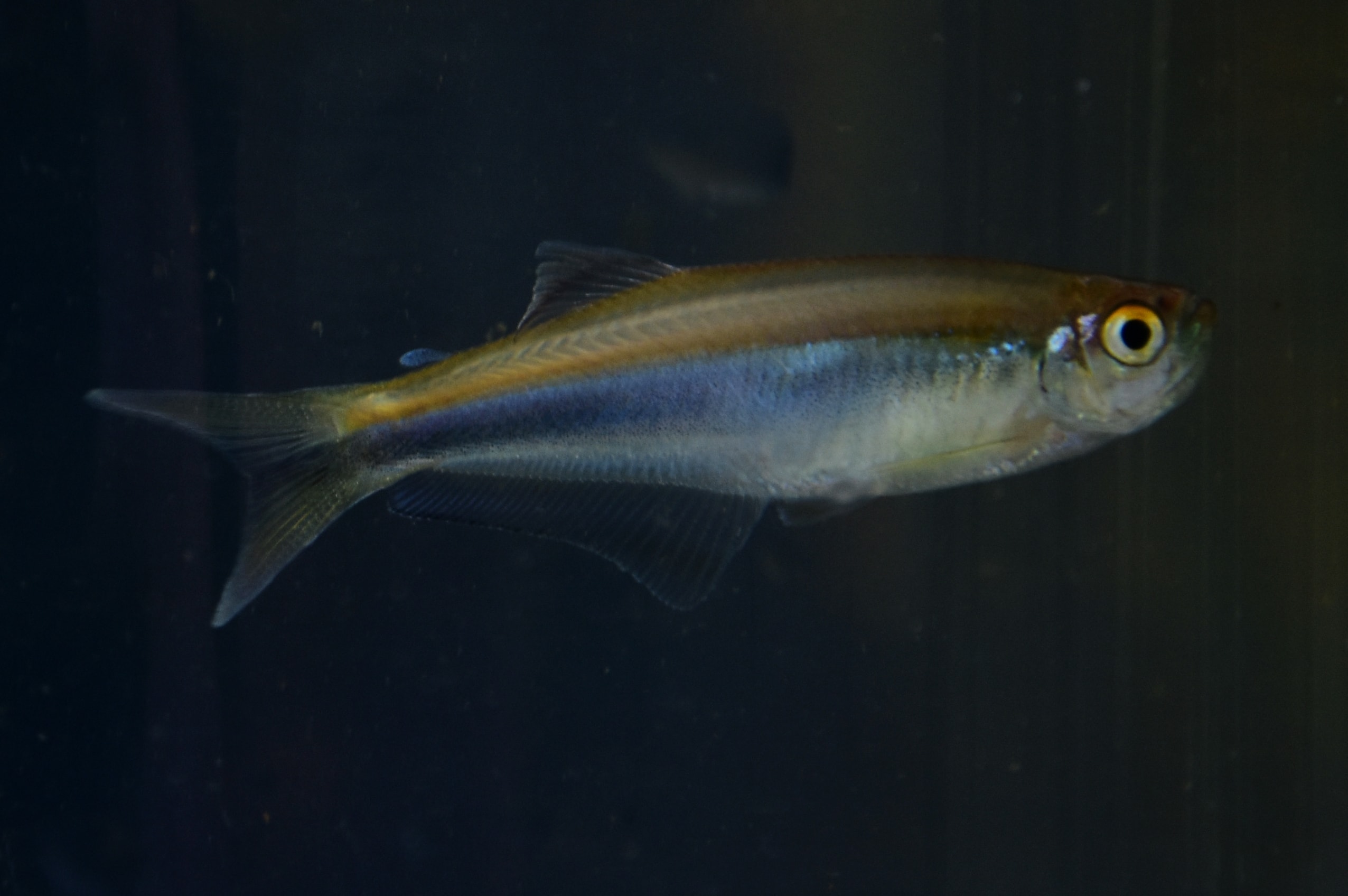 Mimagoniates lateralis