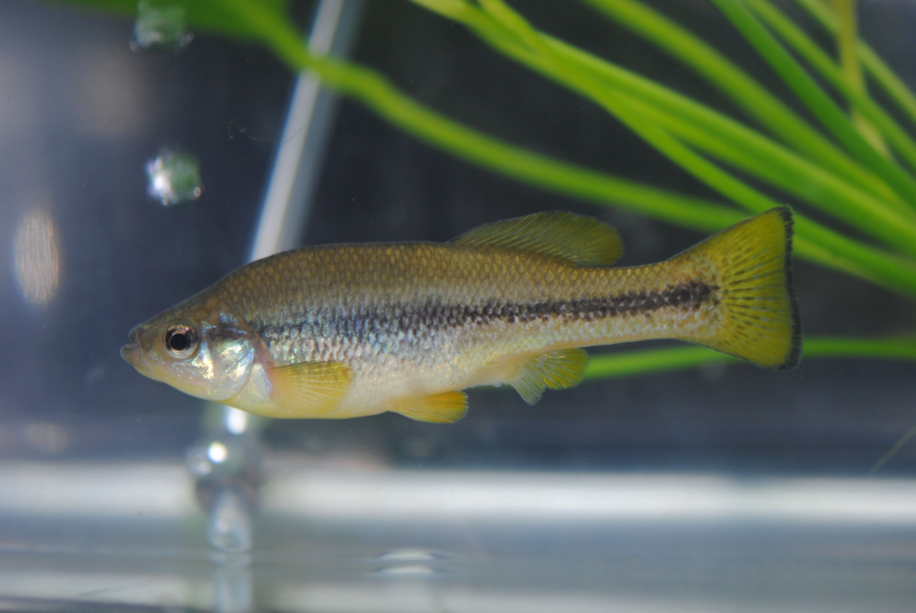 Ilyodon furcidens