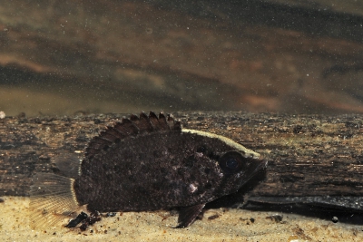 poisson-feuille guyanais Polycentridae