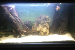 bac cichlidés américain