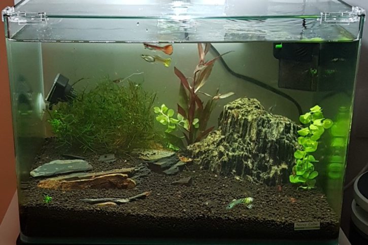 nano cube dennerle