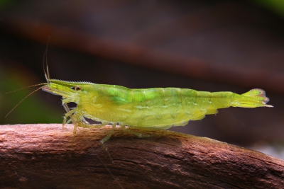 Caridina cf. babaulti “Green” Atyidae