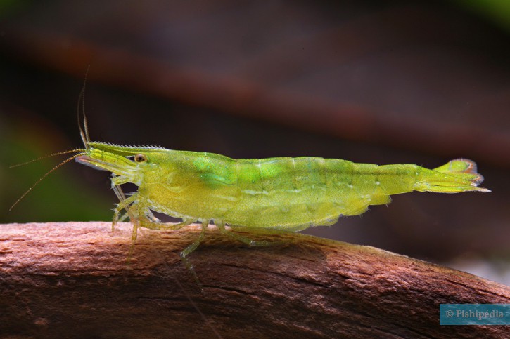 Caridina cf. babaulti “Green”