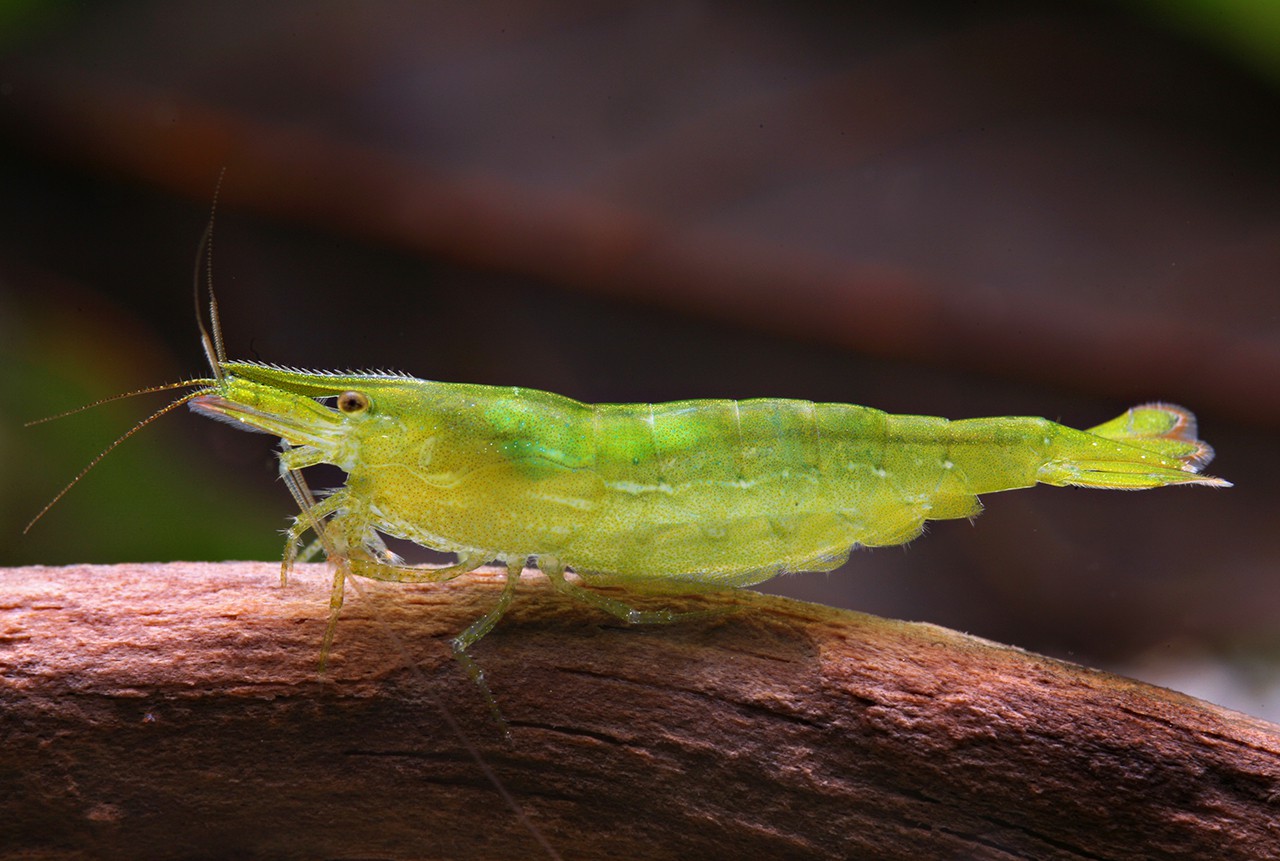 Caridina cf. babaulti “Green”