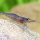 picture of Caridina caerulea