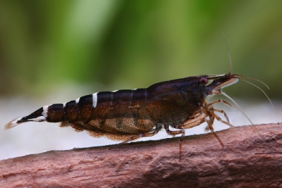 Caridina cf. babaulti “Malaya” Atyidae