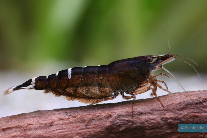 Caridina cf. babaulti “Malaya”