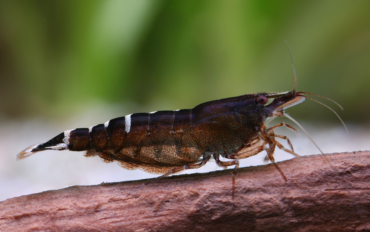 Caridina cf. babaulti “Malaya”
