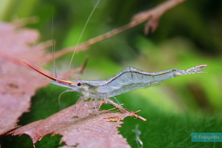 Caridina gracilirostris