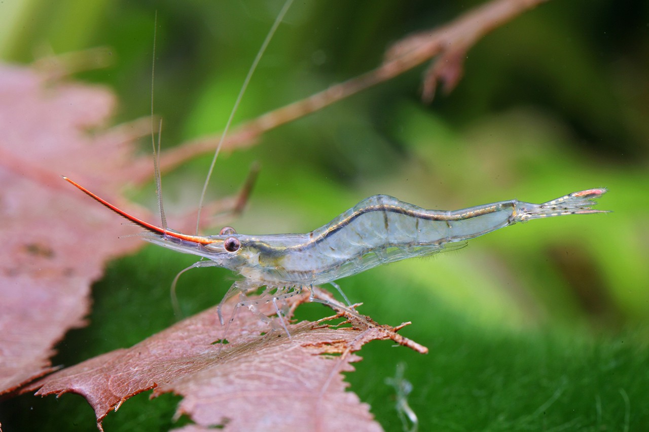 Caridina gracilirostris