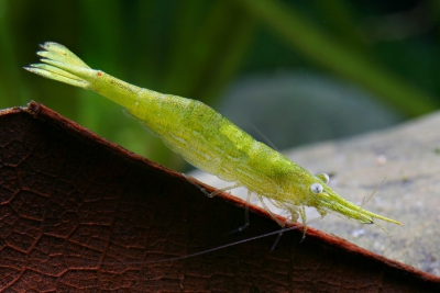 Caridina hodgarti Atyidae