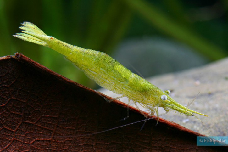 Caridina hodgarti