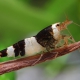 picture of Caridina logemanni “Bee”