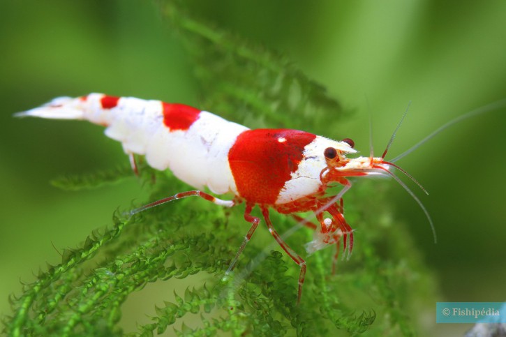 Caridina logemanni “Double-Hinomaru.”