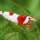 picture of Caridina logemanni “Double-Hinomaru.”