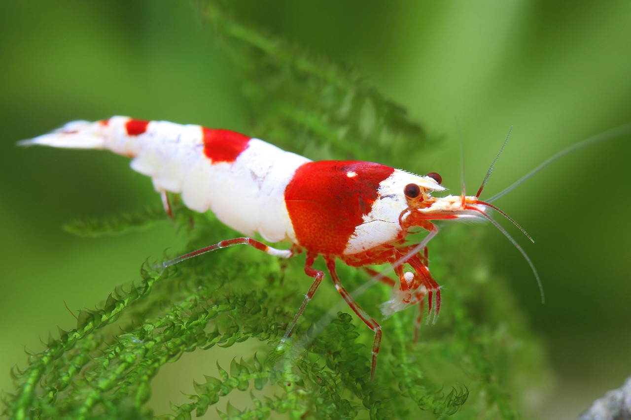 Caridina logemanni “Double-Hinomaru.”